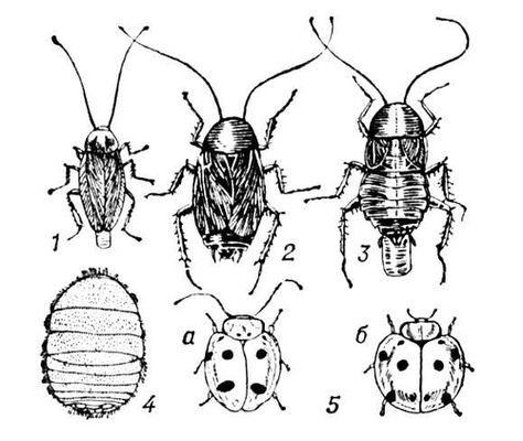 : 1   Blatella germanica (  ); 2, 3    Blatta orientalis (2  , 3    ); 4    Attaphila fungicola,    <span style='font-family: