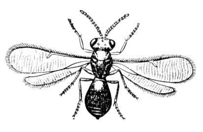 Telenomus gracilis.