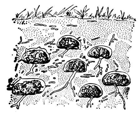 . 2.     Pseudo-canthotermes.