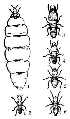 . 1.   Bellicositermes bellicosus: 1   (); 2   (); 3   ; 4   ; 5   ; 6   . .