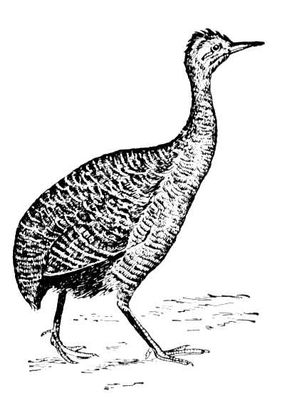 Тинаму Rhynchotus rufescens. Тинаму.