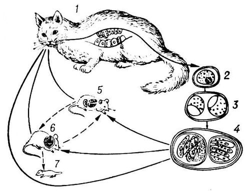 Рис. 1. Цикл развития Toxoplasma gondii: 1 — стадии развития в кишечнике кошки; 2 — ; 2—4 — ооцисты (разные стадии развития); 5 — пролиферативные стадии в организме мыши; 6 — циста Токсоплазмы gondii в головном мозге мыши; 7 — новорождённая мышь, зараженная токсоплазмами трансплацентарно. Токсоплазмы.