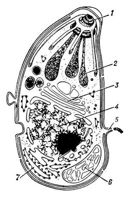 Рис. 2. Схема субмикроскопического строения Toxoplasma gondii: 1 — коноид — опорное образование; 2 — роптрии, содержат вещество, способствующее проникновению паразита в клетку хозяина; 3 — аппарат Гольджи; 4 — ядро; 5 — ультрацитостом (пора); 6 — митохондрия; 7 — шероховатый эндоплазматический ретикулум, несущий рибосомы. Токсоплазмы.