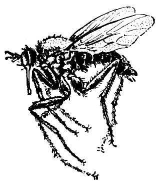   (Empis tesselata).