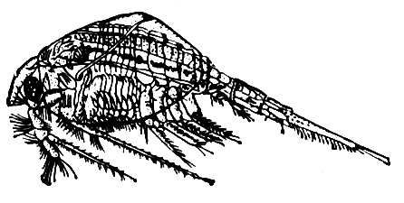   Nebalia bipes (). .