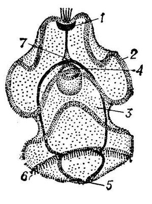  Balanoglassus clavigerus (): 1   ; 2   ; 3   ; 4   ; 5   ; 6   ; 7    .