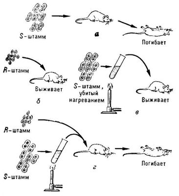    ( ):   ,       <i>S</i> , ;   ,      <i>R</i>  <i>S</i>,  ;   ,    <i>S</i>,   ,  ;   ,      <i>R</i>      <i>S</i>, ;       <i>S</i>    <i>R</i>,            .  ( ).