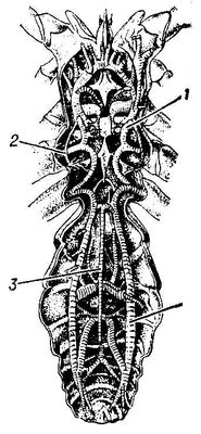    Galeodes: 1    ; 2    ; 3   . .