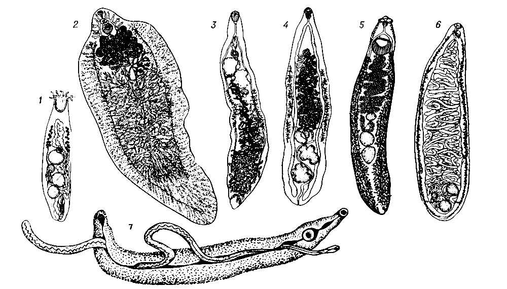 : 1  Busephalus polymorphus, . 12 <i></i>; 2  Fasciola hepatica, .  30 <i></i>; 3  Dicrocoelium lanceatum, . . 10 <i></i>; 4  Opistorchis felineus, . . 10 <i></i>; 5  Echinostoma revolutum, . 710 <i></i>; 6  Cyclocoelum mutabile, . . 12 <i></i>; 7  Schistosomum haematobium, . 1220 <i></i>;         . .