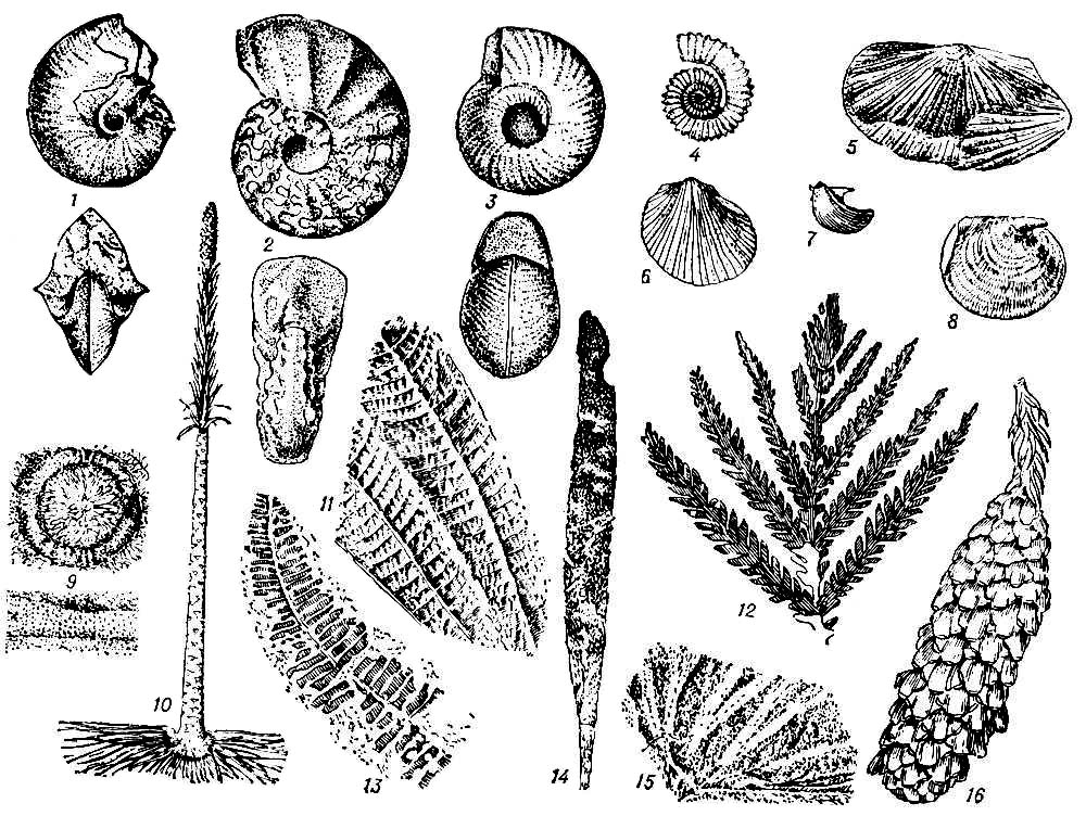     (18    ; 916  ).  : 1  Otoceras    , ; 2  Ceratites     , ; 3  Tropites    , ; 4  Choristoceras    , .  : 5  Daonella    , ; 6  Monotis    , , ; 7  Rhaetavicula     , ; 8  Claraia    , ; : 9  Diplopora    .  10  Pleuromeia     , . : 11  Clathropteris    , .  : 12  Lepidopteris     , . : 13  Pterophyllum    , . : 14  Glossophyllum    , ; 15  Sphenobaiera     , . : 16  Voltzia    , .