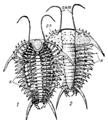   Ceraurus   : 1     ; 2     ;   ;   ;   . .