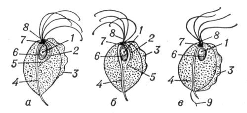 :   T. vaginalis;   T. tenax;   T. hominis. 1  ; 2   ; 3   ; 4  ; 5   ; 6  ; 7  ; 8   ; 9   .