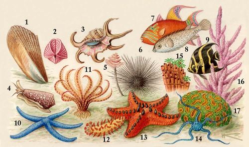  . 1.  Pinna muricata. 2.  Hemicardium hemicardium. 3. - Lambis arthritica. 4.  Conus textile. 5.   . 6.   . 7.  . 8. -. 9.  - Pomacanthus paru. 10.    . 11.   . 12.  Colochirus luteus. 13.   . 14.  Ophiothrix coerulea. 1517. : 15  , 16  , 17  .  .