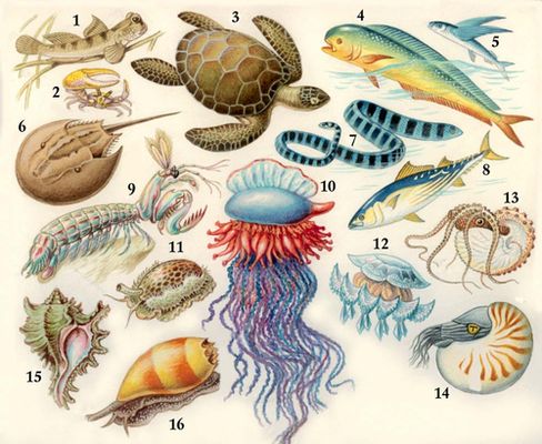  . 1.  . 2.  ,  - Uca. 3.  () . 4.  . 5.    . 6.  . 7.    . 8.  . 9. - Squilla mantis. 10. . 11.  Cypraea tigris. 12.   . 13.  Argonauta argo, . 14. . 15.  Murex saxatilis. 16.  Melo amphora.  .
