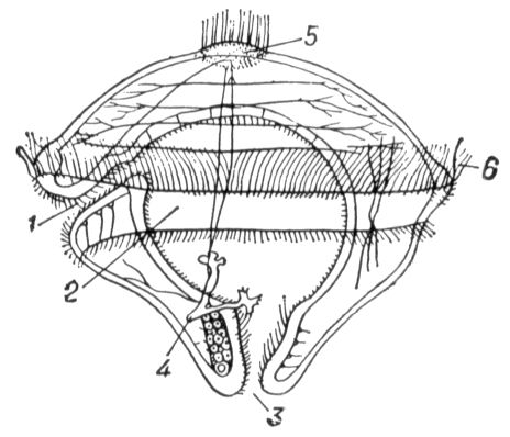      Polygordius: 1  ; 2  ; 3   ; 4    ; 5      ; 6  . .