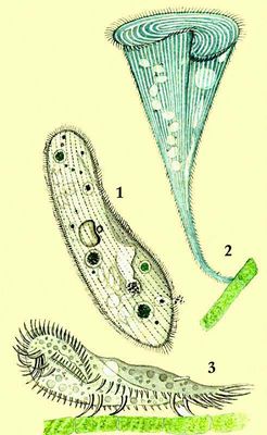 : 1   (Paramecium caudatum); 2   (Stentor coeruleus); 3   (Stylonichia mytilus).  ( ).