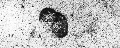  NGC 6888     ( ).  .