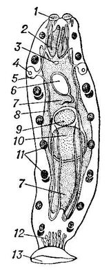  Udonella caligorum: 1    ; 2  ; 3    ; 4   ; 5   ; 6    ; 7  ; 8     ; 9  ; 10  ; 11    (); 12   ; 13  .