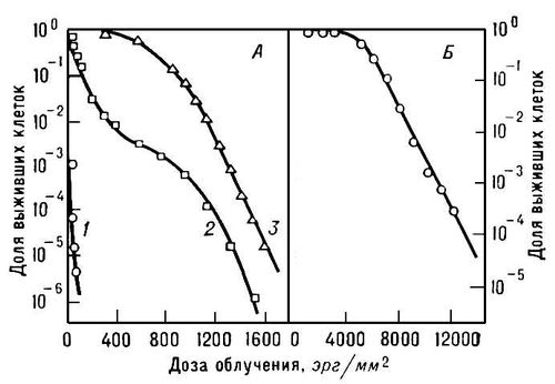 . 3.        :    ,   253,7 <i></i>; 1, 2   ; 3   ;   M. radiodurans ,   265,2 <i></i>.  .