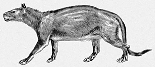  (Phenacodus primoevus). .