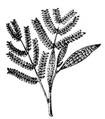   Acacia melanoxylon.