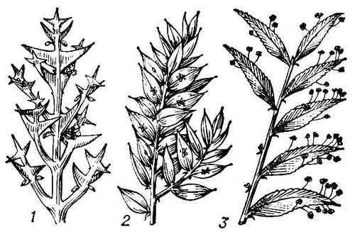 : 1     (Colletia cruciata); 2     (Ruscus aculeatus); 3     (Phyllanthus speciosus). .