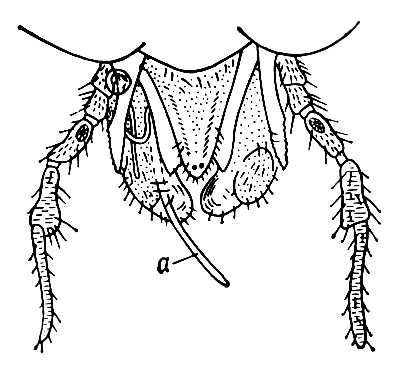    Onchocerca volvulus ()        Simulium damnosum. .