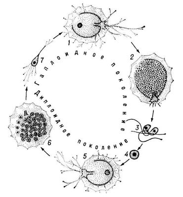 . 2.     Iridia lucida: 1   ; 2     ; 3     ( ); 4  ; 5   (); 6     ; 7   .