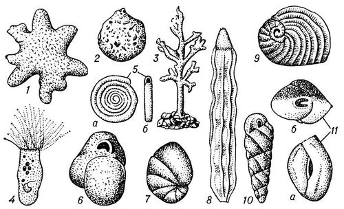 . 1. : 1  Astrorhiza arenaria (  2,5 ); 2  Saccammina sphaerica ( 3,5); 3  Dendrophrya erecta ( 7,5); 4  Plagiophrys cylindrica ( 55); 5  Ammodiscus incertus ( 67,5):    ,     ; 6  Miliammina circularis ( 12,5); 7  Nonion labradoricum ( 30); 8  Nodosaria affinis,  ( 17,5); 9  Peneroplis planatus ( 17,5); 10  Turrilina andreaei,  ( 32,5); 11  Quenqueloculina seminula ( 40):    ,     .