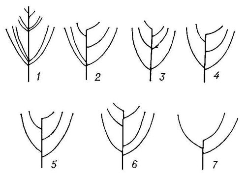 Схема основных улучшенно-естественных крон плодовых деревьев: 1 — мутовчато-ярусная; 2—4 –резреженно-ярусные; 5 — изменённо-лидерная; 6 — комбинированная; 7 — чашевидная. Формирование деревьев.