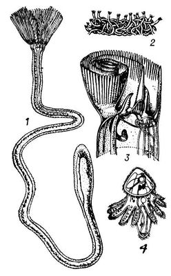  Phoronis sp.: 1      ; 2   ,      ; 3     ,     ,     ; 4    . .