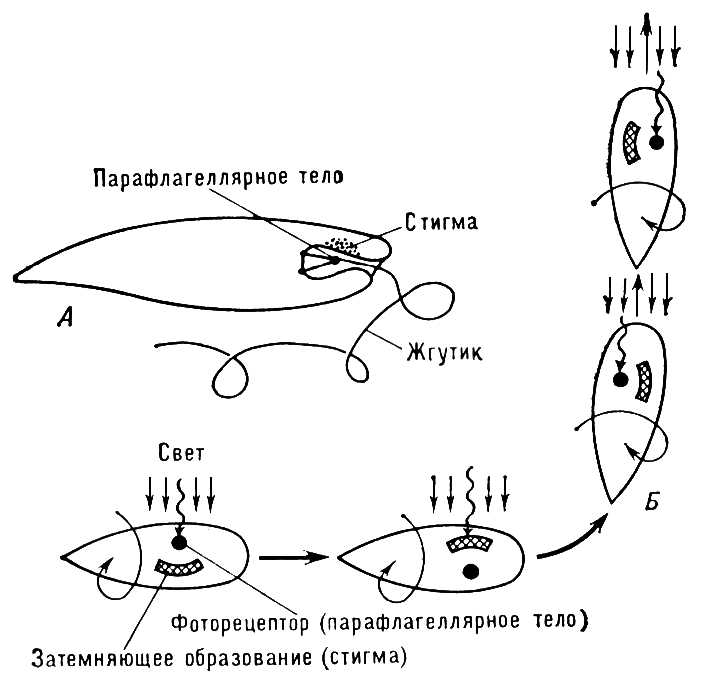 . 2.      ()        ().    (<span style='font-family:Symbol'></span>)    . .