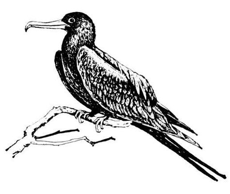   (Fregata magnificens). .