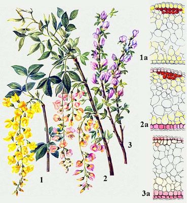   : 1     (Laburnum anagyroides); 2   ( )     ; 3    (Cytisus purpureus); 1, 2, 3        () .  ( ).