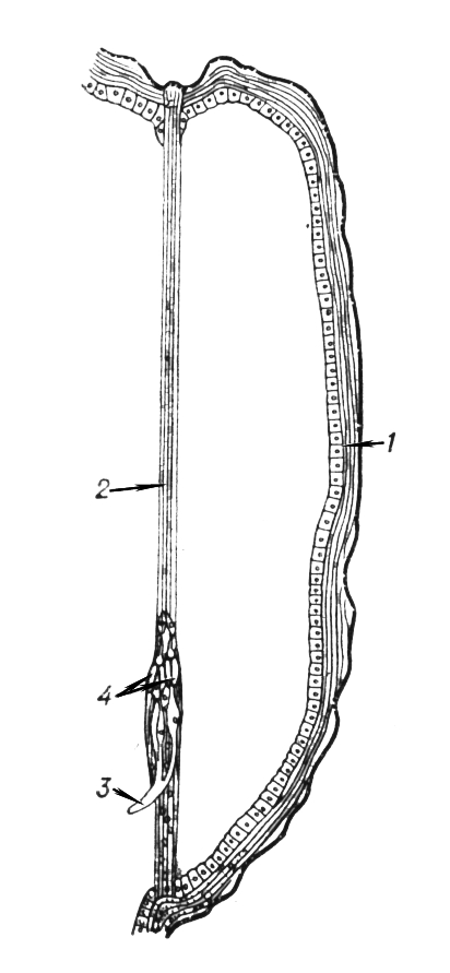       (Ergates spiculatus): 1  ; 2  ; 3  ; 4   .
