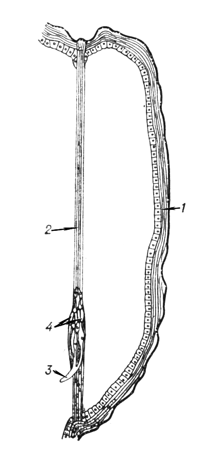       (Ergates spiculatus): 1  ; 2  ; 3  ; 4   .  .