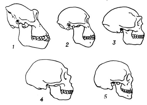 . 6.    : 1  ; 2  : 3  ; 4    ---; 5   .