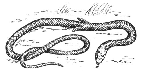   (Pygopus lepidopodus).