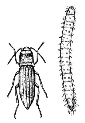   (Agriotes lineatus)   .