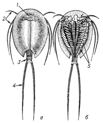  (Triops cancriformis):      ;      : 1  : 2       ; 3  ; 4  ; 5   . .