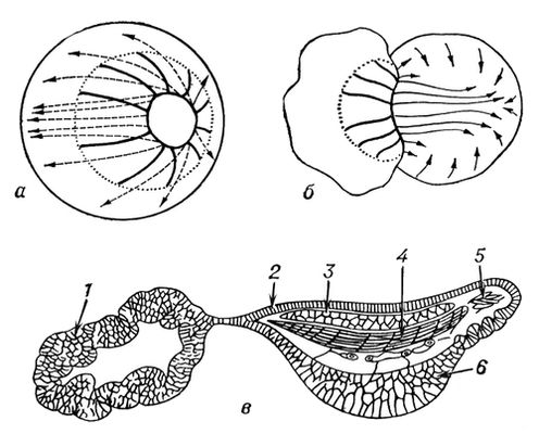   ,    ():         ()    ();      ,   ;     : 1   ; 2   ; 3  : 4  ; 5   ; 6  .