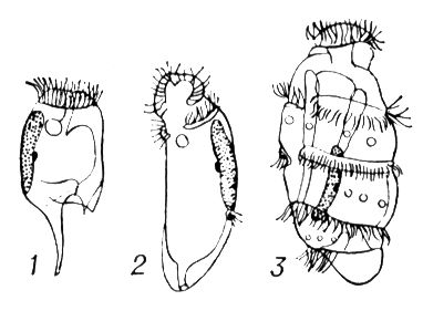 Энтодиниоморфы: 1 — Entodinium caudatum (из рубца жвачных); 2 — Spirodinium confusum (из толстой кишки лошади); 3 — Polydinium mysoreum (из толстой кишки индийскго слона). Энтодиниоморфы.