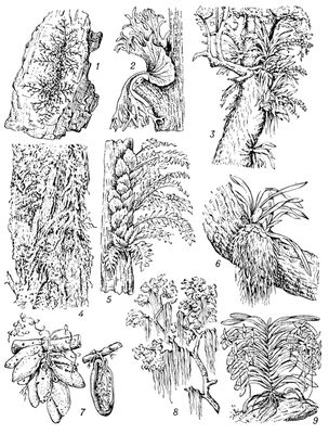  (    ): 1    (Frullania); 2   (Platycerium); 3   (Angraecum); 4   (Alectoria); 5   (Polypodium quercifolium); 6   (Oncidium); 7   (Dischidia rafflesiana);       ,    ; 8   (Tillandsia usneoides); 9   (Macrolepton).