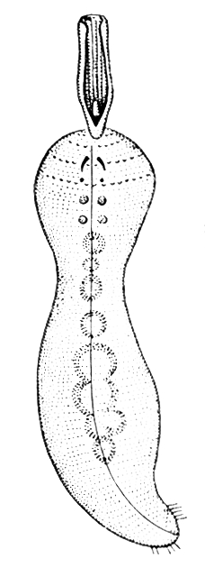 Эхиурида Echiurus echiurus с брюшной стороны. Эхиуриды.