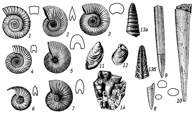 . 4. ,    .    : 1   (Arietites), 2   (Amaltheus), 3   (Stephanoceras), 4   (Parkinsonia), 5   (Macrocephalites), 6   (Cardioceras), 7   (Virgatites); : 8   (Nannobelus), 9   (Lagonibelus), 10   (Megateuthis).  ; 11   (tiloceramus), 12   (Buchia).  : 13   (Nerinea).  : 14   (Tecosmilia).