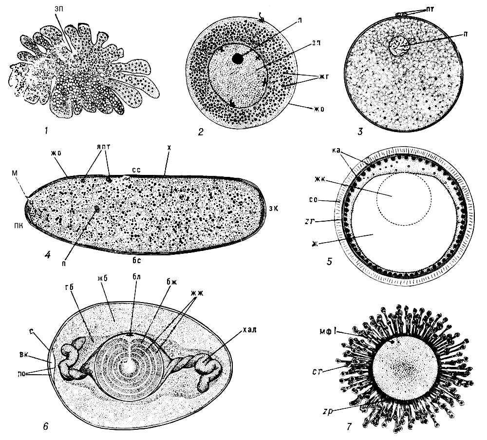     (1),     Urechis (2),   (3),  (4,    ),  (5),  (6),  (7,    ):      ,    ,   ,    ,    ,   ,    ,    ,    ,    ,    ,      ,     ( ),    ,   ,  1      ,   ,    ,    ,    ,  ,    ,      ,   ,     ,   ,   ,   corona radiata,   zona pellucida, zr  zona radiata. (. 1  . , 1872; 2   . , 1931; 3, 4. 6, 7   . . , 1949; 5   . , 1953.)